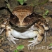 frog_jungle_smoky_la_h_0563_ecu1298.jpg